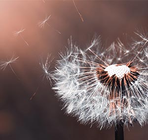 A White Color Dandelion With Petals Flying Around