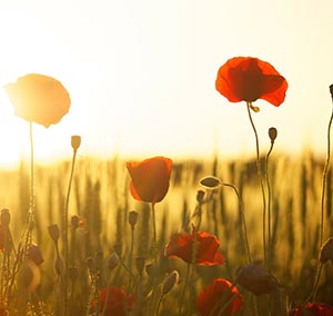 A Poppy Field With Red Flowers During Sun Rise